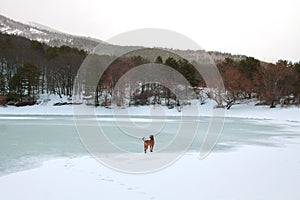 A red dog stands on ice in the middle of a frozen lake. Mountain lake in winter.