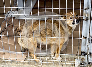 Red dog stands in a shelter cage