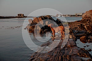 Red dog at sunset on the stone waterbank