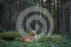 red dog in theforest. Nova Scotia duck retriever in nature. Beautiful toller photo