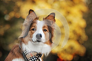 Red dog wearing a scarf in autumn