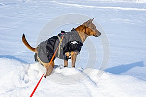 Red Dog on white snowy background. Ginger adult dog dressed in special winter clothes