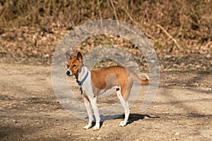 Red dog on woodland path