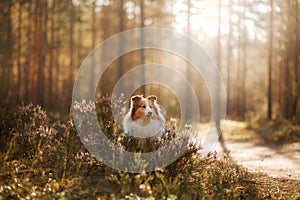 Red dog in the woods. Fluffy sheltie in nature