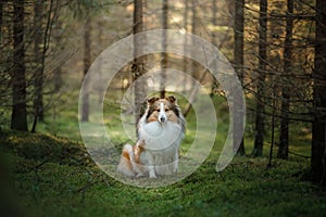 Red dog in the woods. Fluffy sheltie in nature