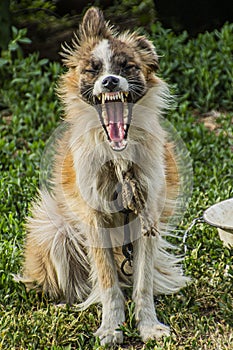 red dog yawns as if laughing