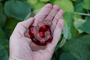 Red dogberry on an open palm