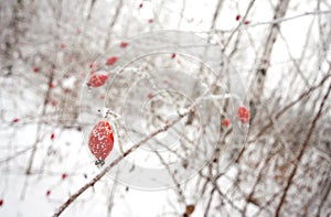 Red dogrose berries