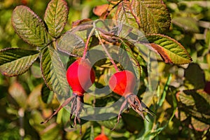 Red Dogrose berries against the background leaves. Ripe Dogrose Berries. Rosehip closeup.