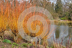 Red Dogwood - Cornus sanguinea, RHS Gardens, Wisley, Surrey, England, UK