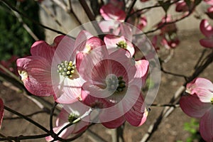 Red Dogwood in University City 2020 I photo