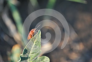 Red dolycoris baccarum sloe bug on blurry texture of green leaves, soft bokeh backgroundRed dolycoris baccarum sloe bug