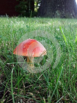 Red Dome Mushroom