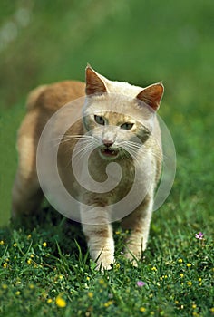 Red Domestic Cat, Adult Meowing, standing on Grass
