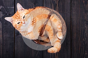 Red domestic cat in a basket on a wooden floor
