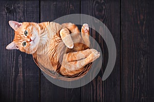 Red domestic cat in a basket on a wooden floor