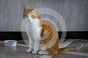 Red domestic cat at the bowl waiting for food