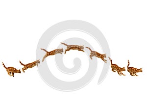 Red Domestic Cat, Kitten Leaping against White Background