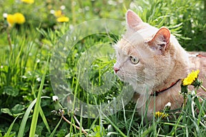 A red domestic cat on a walk among the green grass. Keeping pets