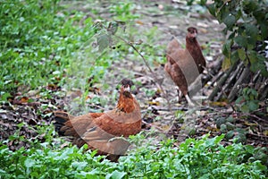 Red Domestic Chickens