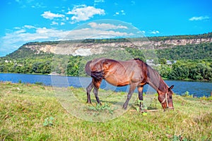 Red domestic horse