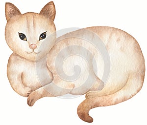 Red domestic lying cat illustration. Cute Cats background. Watercolor hand drawn picture