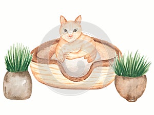 Red domestic lying cat illustration with house plants. Cute Cats background. Watercolor hand drawn picture