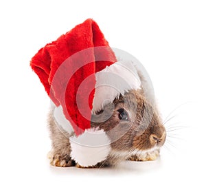 Red domestic rabbit in Santa hat