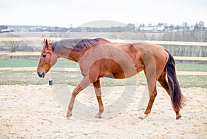 Red don mare horse