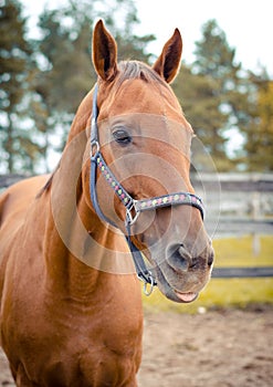 red don mare horse in the autumn