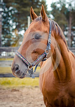 Red don mare horse in the autumn