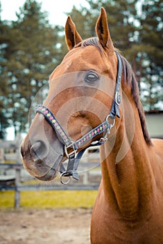 Red don mare horse in the autumn