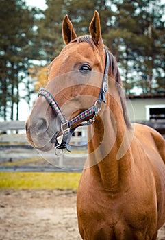 Red don mare horse in the autumn