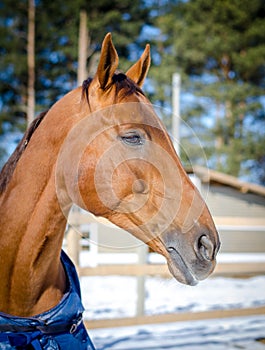 Red don mare horse in horsecloth
