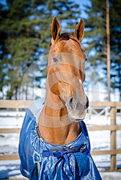 Red don mare horse in horsecloth