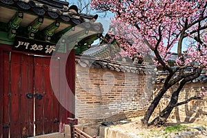 Red door in Changdeokgung Palace with cherry blossoms and flowers in spring, Seoul, South Korea