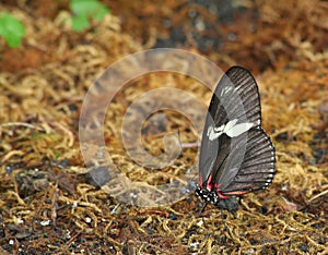 Red Doris Longwing Butterfly