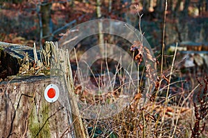 Red dot on a tree trunk to mark the course of a hiking trail, typical German marking for hikers to find the right way