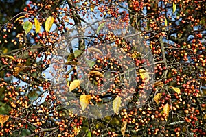 Red dots and yellow leaves