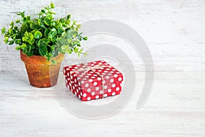 Red dotted gift box and a green flower in a rustic ceramic pot. White wooden background, copy space.