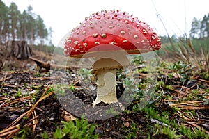 Red dotted toadstool, closeup