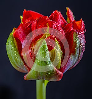 Red double dutch tulip flower with waterdrops close up on black background