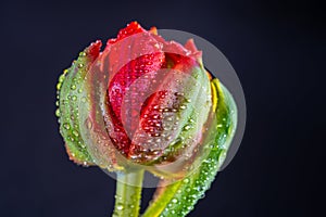 Red double dutch tulip flower with waterdrops close up on black background