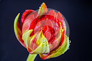 Red double dutch tulip flower with waterdrops close up on black background