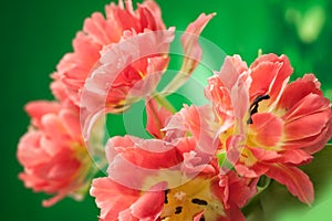 Red double peony tulip