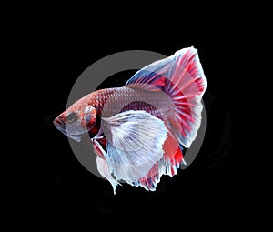 Red doubletail siamese fighting fish, betta fish isolated on bla