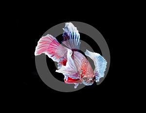 Red doubletail siamese fighting fish, betta fish isolated on bla