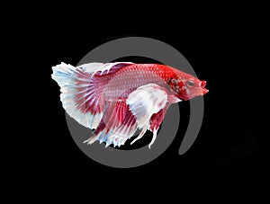 Red doubletail siamese fighting fish, betta fish isolated on bla