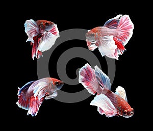 Red doubletail siamese fighting fish, betta fish isolated