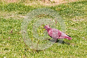 Red dove walks on green grass on a sunny day